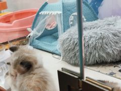 -糯米喵星人总部直营旗舰店·猫舍·幼猫出售