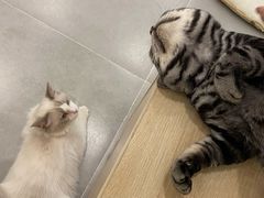 -有喵·猫咖·狗咖·30几只猫10只小狗(岗厦店)