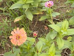 -杭州湾海上花田景区