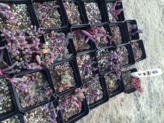 iphone_upload_pic-南农多肉大棚