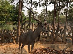 -清迈夜间动物园