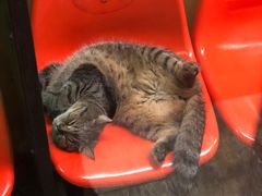 -猫咪博物馆(顶澳仔猫街店)