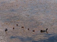 -野鸭湖国家湿地公园