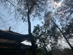 -杭州植物园