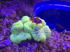 -芜湖新华联大白鲸海洋公园