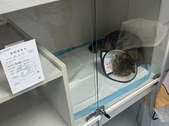 -博特宠物医院24h犬猫全科.骨科·异宠