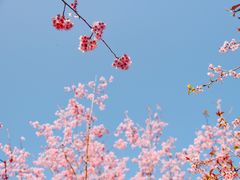 -南山植物园