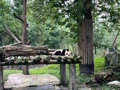 -都江堰中华大熊猫苑