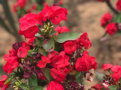 -松山湖梦幻百花洲