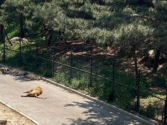 -大连森林动物园