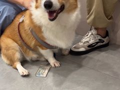 -伟伟宠物医院·CT影像中心·瑞派犬猫综合性门诊(汉口总院)