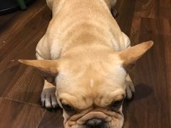 -柯斗斗主题餐厅·狗咖·围炉煮茶·茶饮(国瑞升平里店)