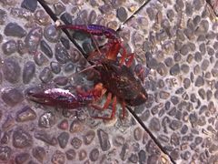 -刘一龙虾(山东路店)