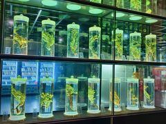 -广东中医药博物馆