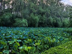 -合肥滨湖国家森林公园