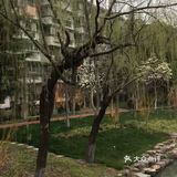 花也开了,虽然叫不出来名字