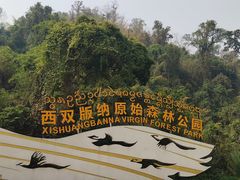 -西双版纳原始森林公园