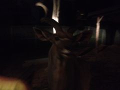 iphone_upload_pic-清迈夜间动物园