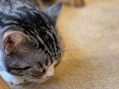 -猫友咖啡店(玉林西路店)