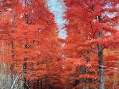-小芝红树林