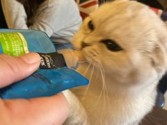 -名猫咖啡馆·撸猫·拼豆