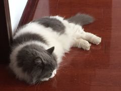 -Bastet sally猫舍购宠(静安店)