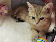 -伟伟宠物医院·CT影像中心·瑞派犬猫综合性门诊(汉口总院)
