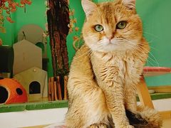-猫在这儿猫咪咖啡馆·撸猫馆