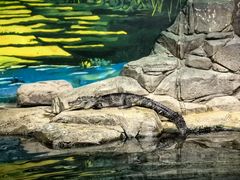 -上海海洋水族馆