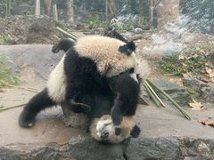 -都江堰中华大熊猫苑