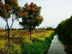 android_upload_pic-南汇桃花村