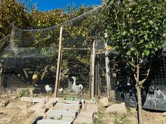 -大岭沟猕猴桃谷风景区