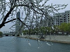 -桃花堤公园