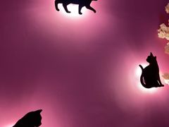 -70cat德文卷毛猫·缅因猫纯种猫舍