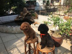 -芭比堂动物医院(广州爱宠下渡路分院)
