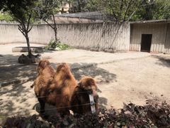 -成都动物园