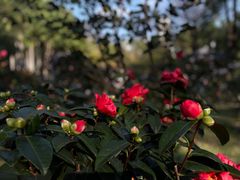 -深圳国际园林花卉博览园