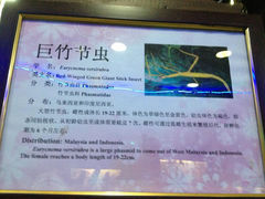 3.8-上海大自然野生昆虫馆