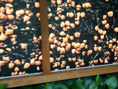 -罍+村(半边街店)