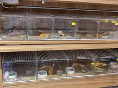 -酷以爬仙阁实体爬宠店·守宫·蜥蜴·专业繁育