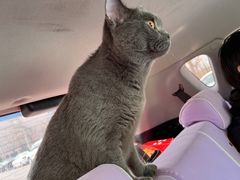 -宠福鑫康馨动物医院·骨科·眼科