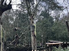 -都江堰中华大熊猫苑