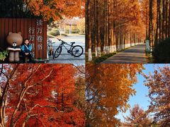 -昆山城市生态森林公园