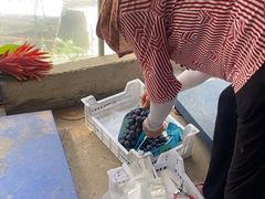 -马陆小张葡萄园农家乐