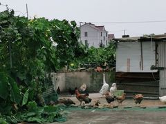 -南汇老顾农家乐采摘大团水蜜桃采摘店