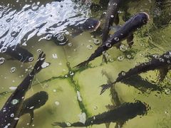 -百翠山居.家飨餐厅
