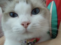 -糯米喵星人·撸猫猫舍咖啡馆(西市场嘉华店)