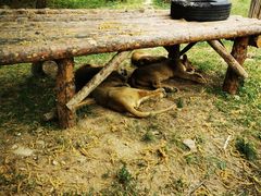 -西安秦岭野生动物园