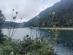 -武陵山森林公园