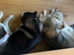 -Husky Go! 哈士奇体验馆·宠物咖啡厅狗咖